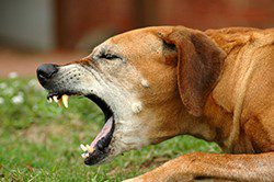 Dog coughing